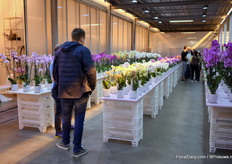 Mooi overzicht van alle Phaleanopnissen.